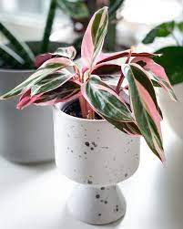 Chiamata anche aralia è una pianta di origine giapponese con foglie dal forte carattere ornamentale. Belle Vere Le Migliori Piante Da Appartamento Con Foglie Rosa Living Corriere