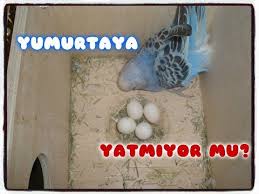Muhabbet Kusum Yumurtladi Yumurta Uzerine Yatmiyor Ne Yapmaliyim Budgerigar Youtube