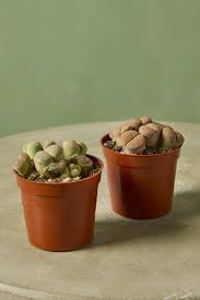Image result for Lithops