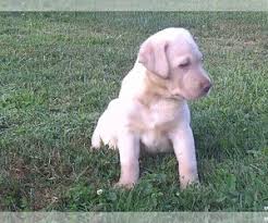 We believe our pets are a part of our family and treat them as such. View Ad Labrador Retriever Puppy For Sale Near Ohio Ashland Usa Adn 214098