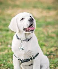 I am patient, loving and kind. West Coast English Cream Golden Retriever Pups