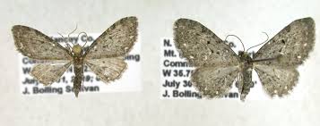 Image result for Eupithecia tripunctaria