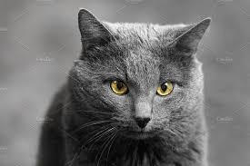 Black And White Cat Breeds With Yellow Eyes Grey Cat With Yellow Eyes Grey Cats Yellow Eyes Cats