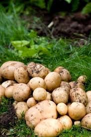 Image result for Solanum tuberosum