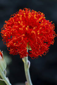 Image result for Senecio speciosus