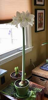 The Absolute Tallest Amaryllis I Have Ever Grown 35 From Top Of Bulb To Top Of Flowers Crazy Gardening