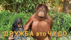 Jun 08, 2021 · жириновский «позеленел» ради зумеров, новости политики сегодня, 8 июня 2021 Den Druzhby 2020 Smeshnye Kartinki Prikoly Pro Druzej Sms