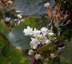 Image result for Dombeya kirkii
