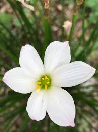 「タマスダレ 花言葉」の画像検索結果