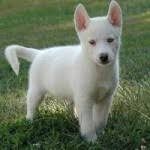 +20 husky siberiano de usados en venta en yapo.cl ✅. Perro Husky Siberiano Mundo Perro