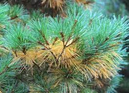 Because the youngest needles, which stay green, are on the outermost part of a tree, seasonal needle drop may go virtually. When Inner Conifer Needles Turn Yellow Or Brown A Way To Garden