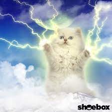 New Gif On Giphy Unicorn Stuffed Animal Funny Cute Cats Weird Animals