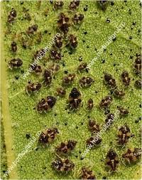Invazia tigrului de platan, o insectă de dimensiuni reduse, cu acțiuni supărătoare la nivelul pielii, poate fi considerată al doilea disconfort al verii la lugoj, după țânțari. Tigrul Platanului Corythucha Ciliata Combatere Horticultorul Ro