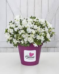Es sind laubabwerfende oder kleinblättrige immergrüne sträucher. Japanische Azalee Bloomchampion White Rhododendron Obtusum Bloomchampion White Gunstig Online Kaufen