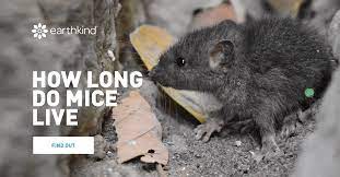 How Long Do Mice Live Mouse Lifespan Explained Earthkind