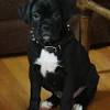 Akc boxer reverse brindle female suzy check out more about this dog 1