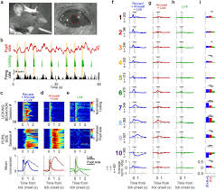 Tuzla matbaa 0216 309 95 59 sürekli̇ form basim ve tasarim (26).wmv. Task Induced Modulations Of Neuronal Activity Along The Auditory Pathway Biorxiv