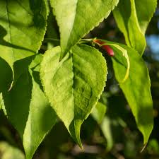 Image result for Halleria lucida