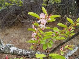 Image result for Baphia massaiensis