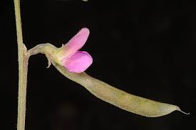 Image result for Tephrosia meisneri