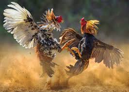 5 thoughts i had while watching 'black widow' in a movie theater near me. Oklahoma Game Fowl Farms Are The Top Shippers Of Cockfighting Birds To Guam Pnc News First