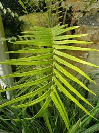Image result for Pteris