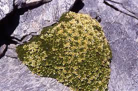 Image result for Emilia caespitosa