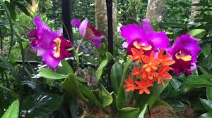 There is a small fee to enter the national orchid garden within the grounds. Singapore Botanic Gardens Chinese Lunar New Year 2015 At National Orchid Garden Youtube