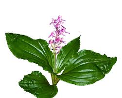 Image result for Malaxis