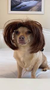 Trending Videos On Tiktok In 2020 Funny Dog Videos Cute Dogs And Puppies Dog Gifs