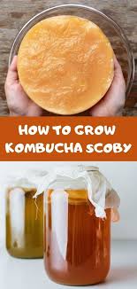 How To Grow Your Own Kombucha Scoby My Fermented Foods Recipe Kombucha Recipe Kombucha Scoby Scoby Recipe
