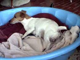 Jack Russell Gives Birth Youtube