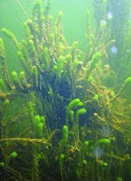 Image result for Lagarosiphon major