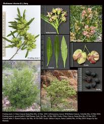 Image result for Dodonaea viscosa