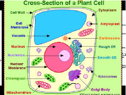 Maybe you would like to learn more about one of these? Plant Cell Dakota Science Showme