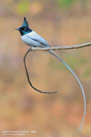 Tropical Birds With Long Tail Feathers Pin On Aif Wonderful World