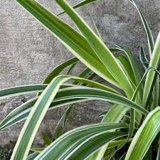 Image result for Chlorophytum zingiberastrum