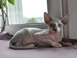 Jenis kucing bulu pendek di dunia. Dato Seri Vida Mac 2019