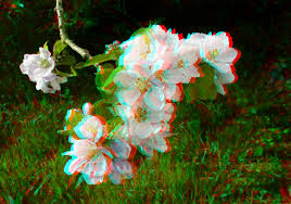 Maybe you would like to learn more about one of these? Flowering Crab Apple Tree Malus Purple Prince 3d Red C Flickr