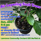 Air Layering Fruit Trees: A Hands-on Workshop