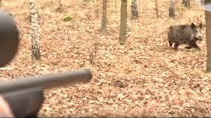 Video Une Battue Riche En Sangliers