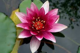 Hardy water lilies can remain in the pond year round. How To Create A Lily Pond Water Garden Advice