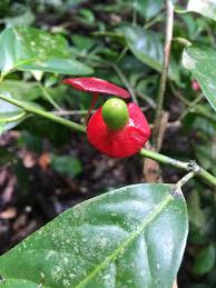 Image result for Heisteria