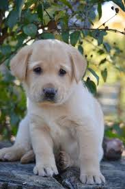 We did not find results for: Such A Cute And Fluffy Puppy Petpremium Pet Insurance Pet Insurance Yellow Lab Puppy Puppies Cute Dogs