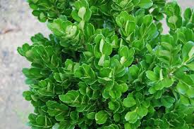 Image result for Buxus
