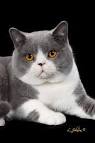 British Shorthair Cat Breed - Facts and Personality Traits ...