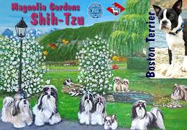 pin auf boston terrier