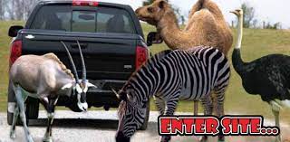 Virginia Safari Park Home Page Safari Park Virginia Travel Safari Adventure