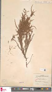 Image result for Otiophora pycnostachys