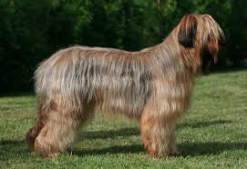 Double braids into low buns. Briard Facts Shedding Pictures Puppies Temperament Breeders Characteristics Animals Adda